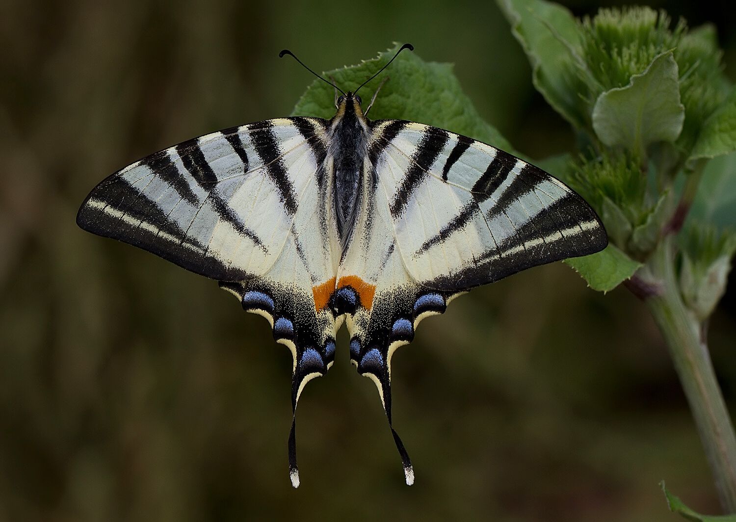 Iphiclides podalirius