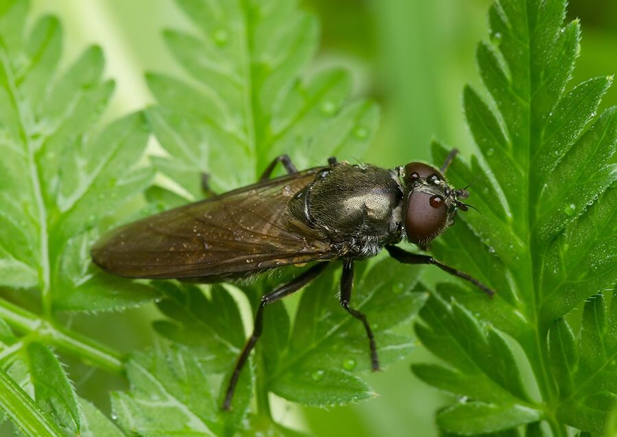 Cheilosia variabilis
