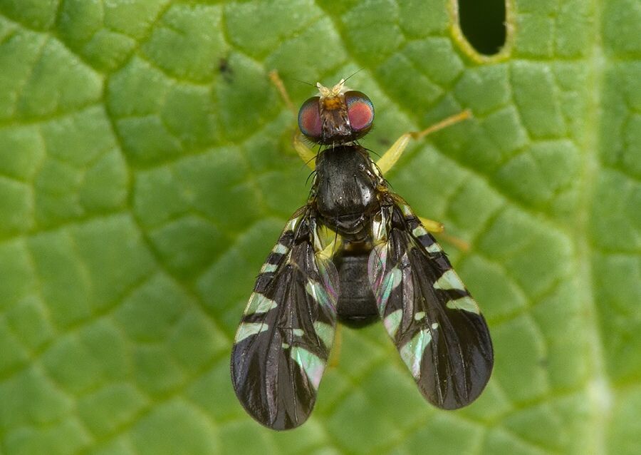 Cryptaciura rotundiventris