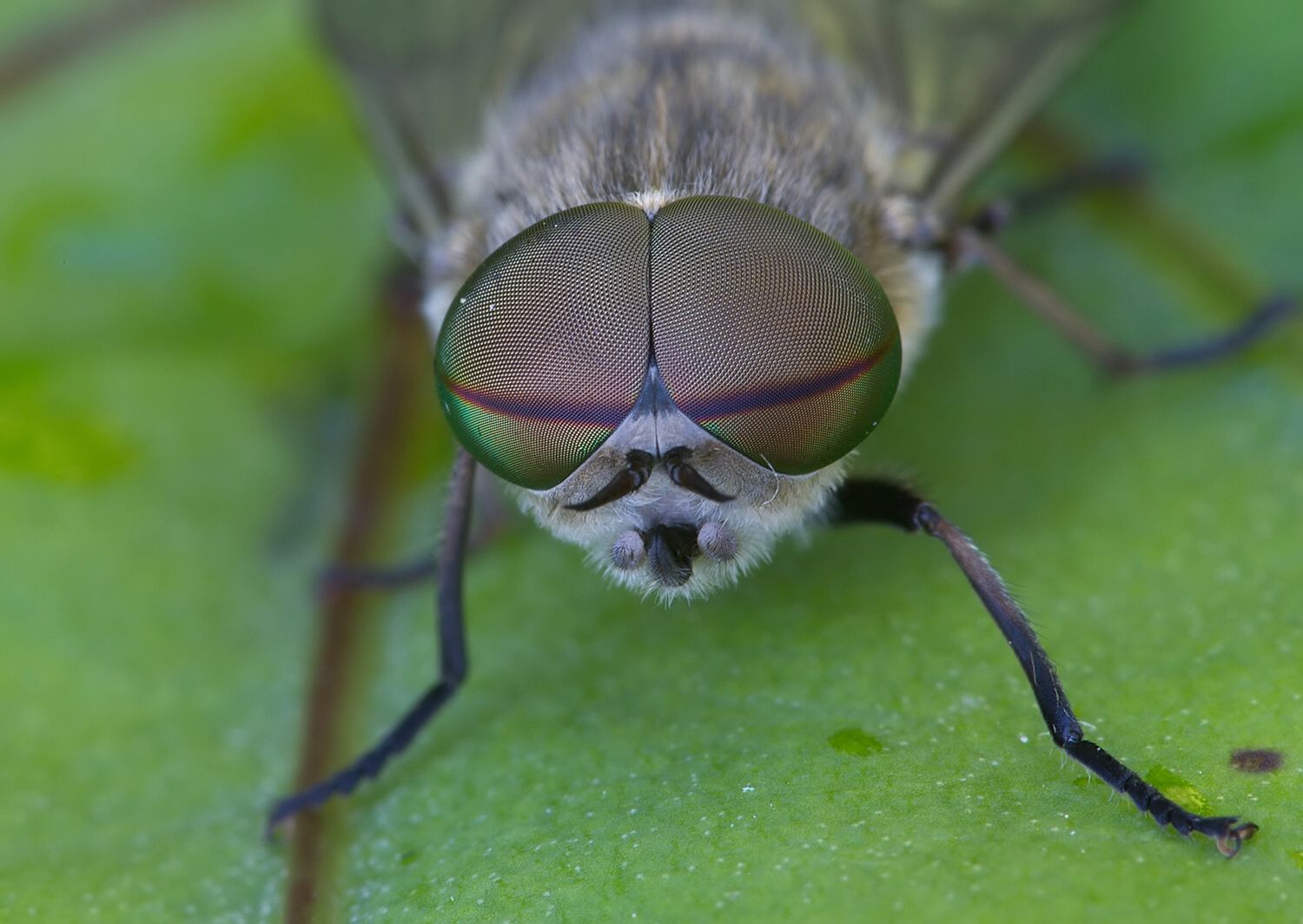 Tabanus bromius