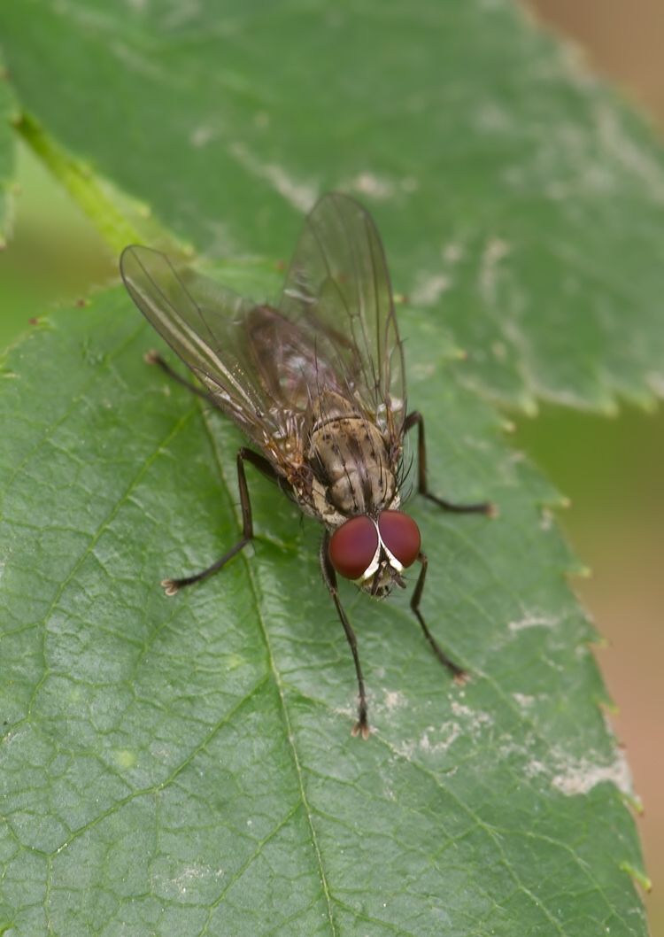 Hylemya nigrimana