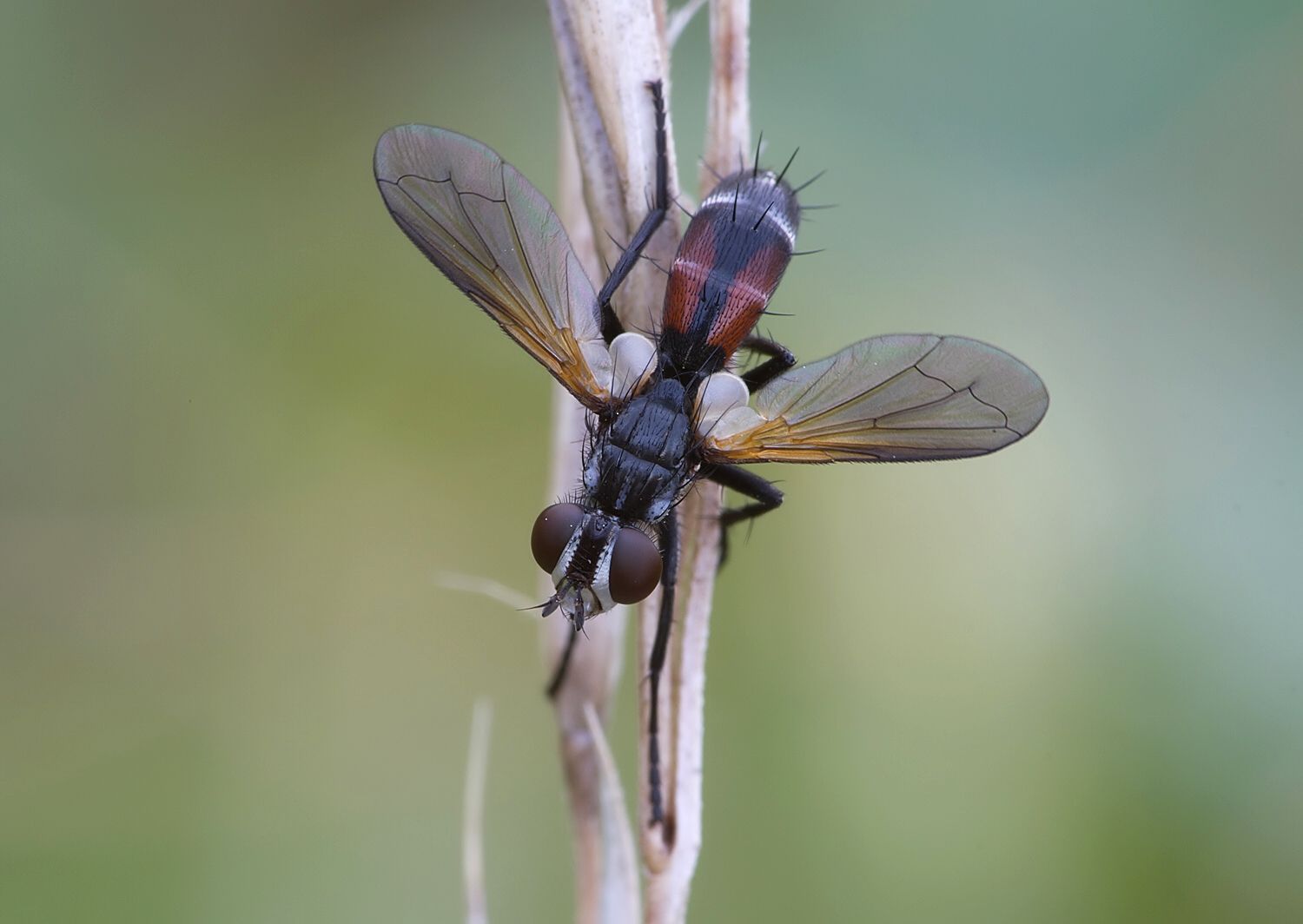 Cylindromyia auriceps
