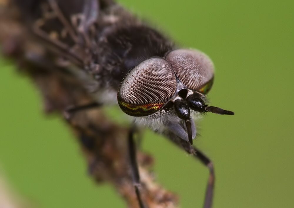 Haematopota italica