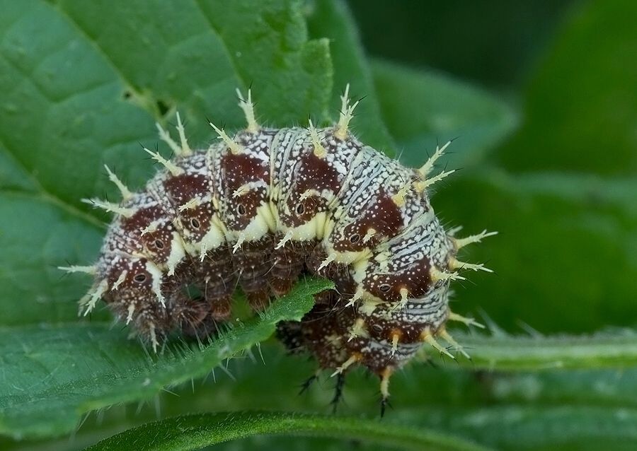 Vanessa atalanta