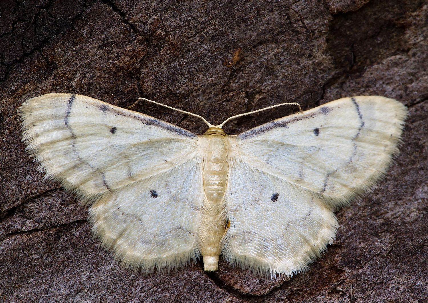 Idaea politaria
