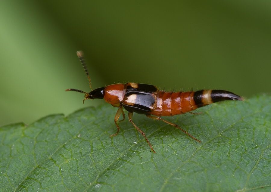Lordithon lunulatus