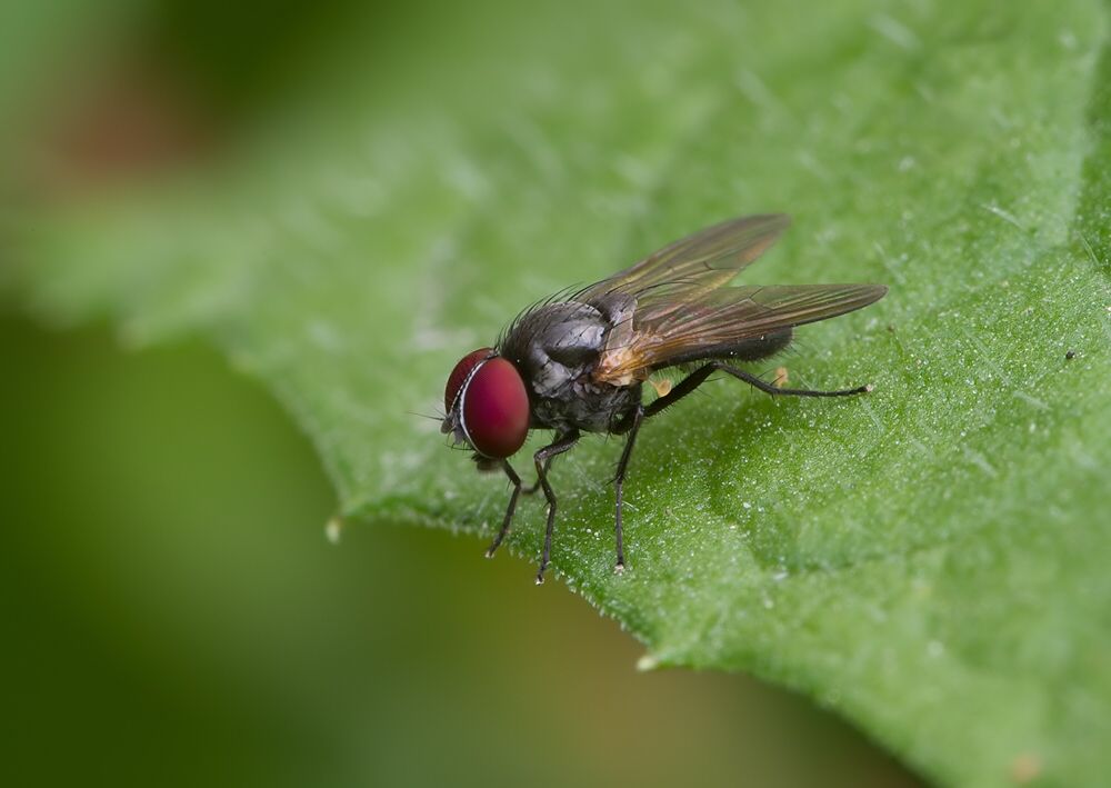 Fannia fuscula