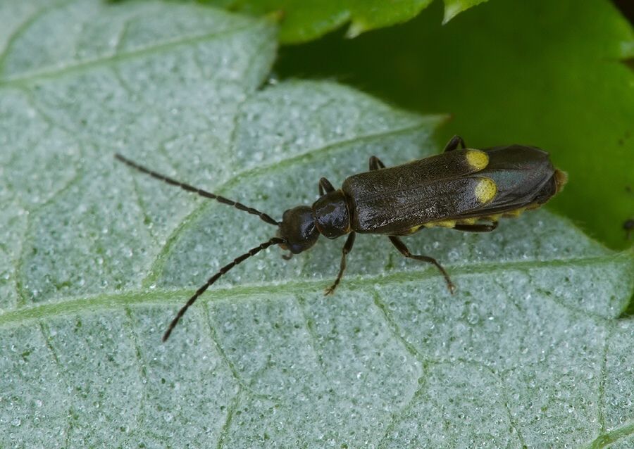 Malthinus biguttatus cf.