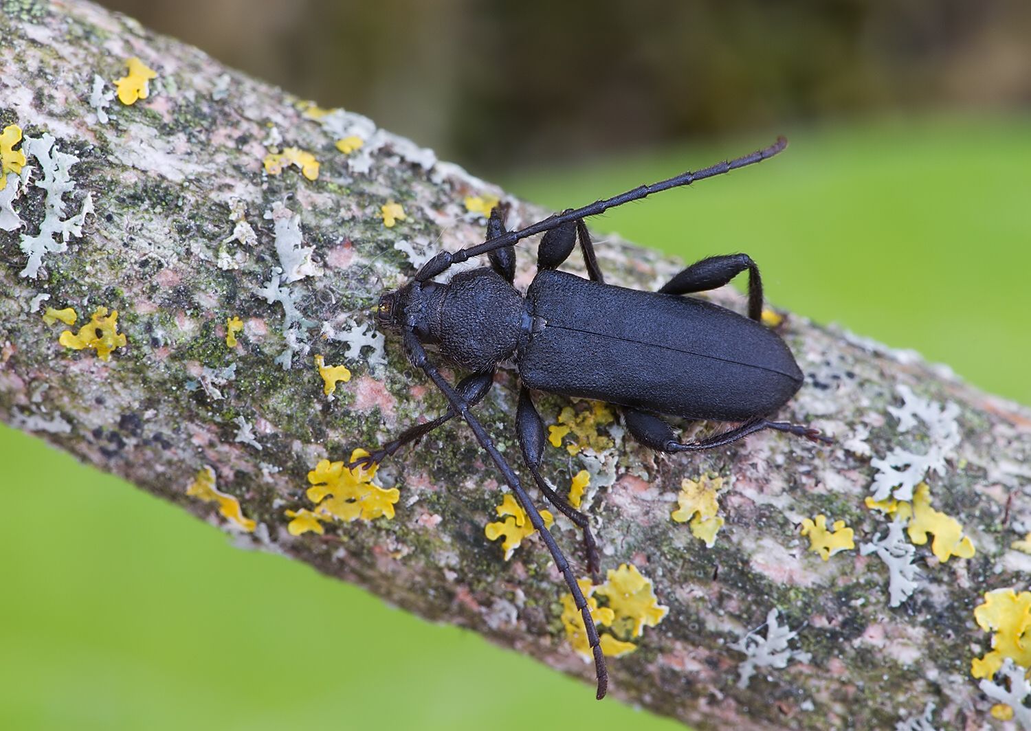 Ropalopus macropus