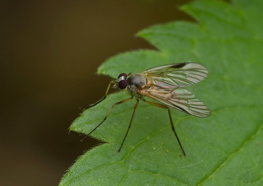 Rhagio vitripennis