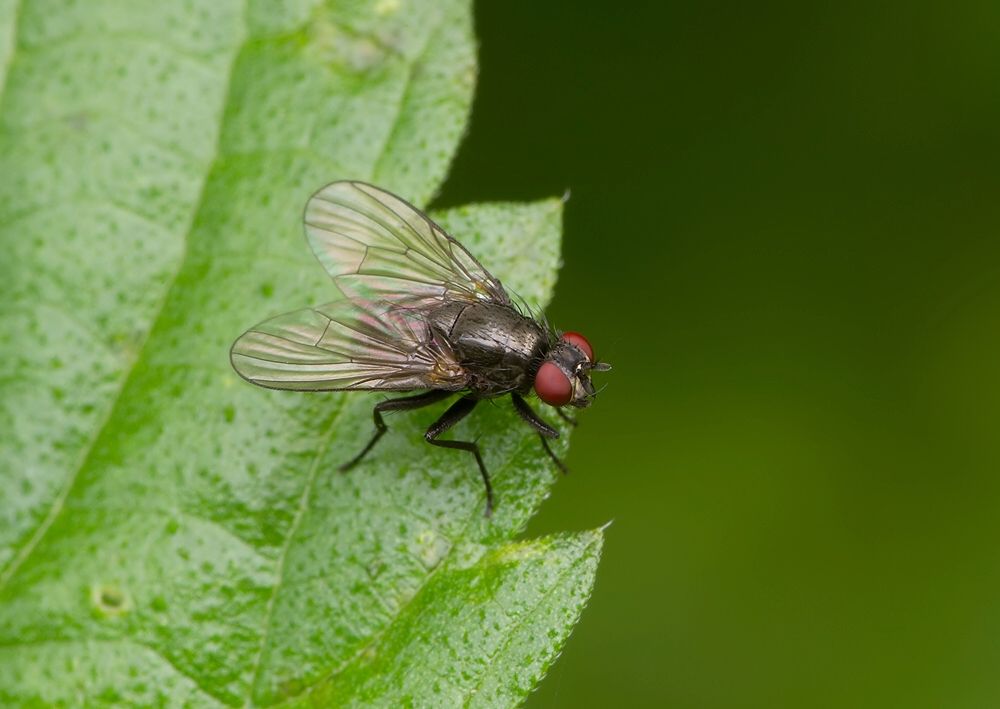 Emmesomyia socia