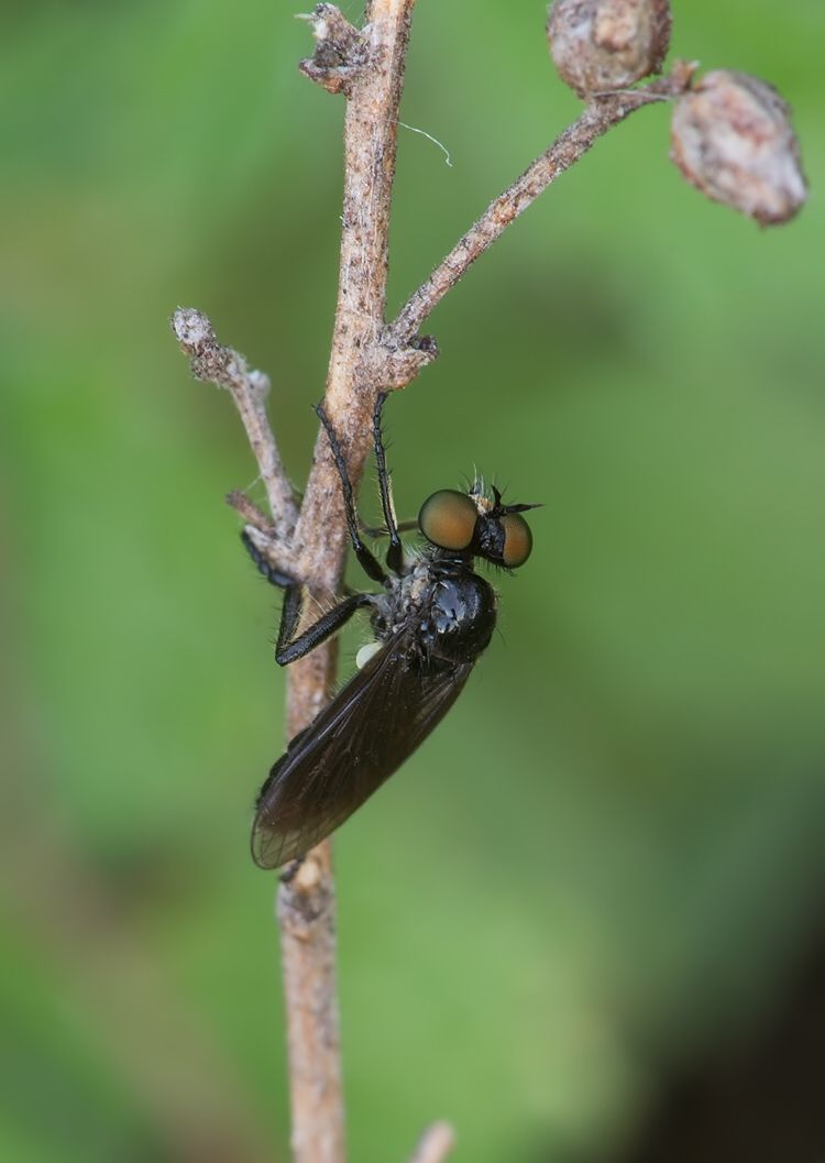 Holopogon fumipennis