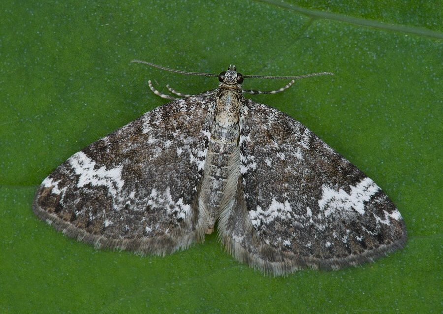 Perizoma alchemillata