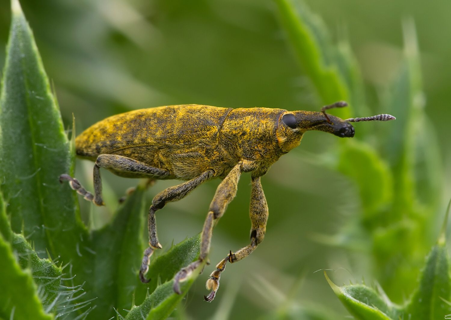 Lixus pulverulentus