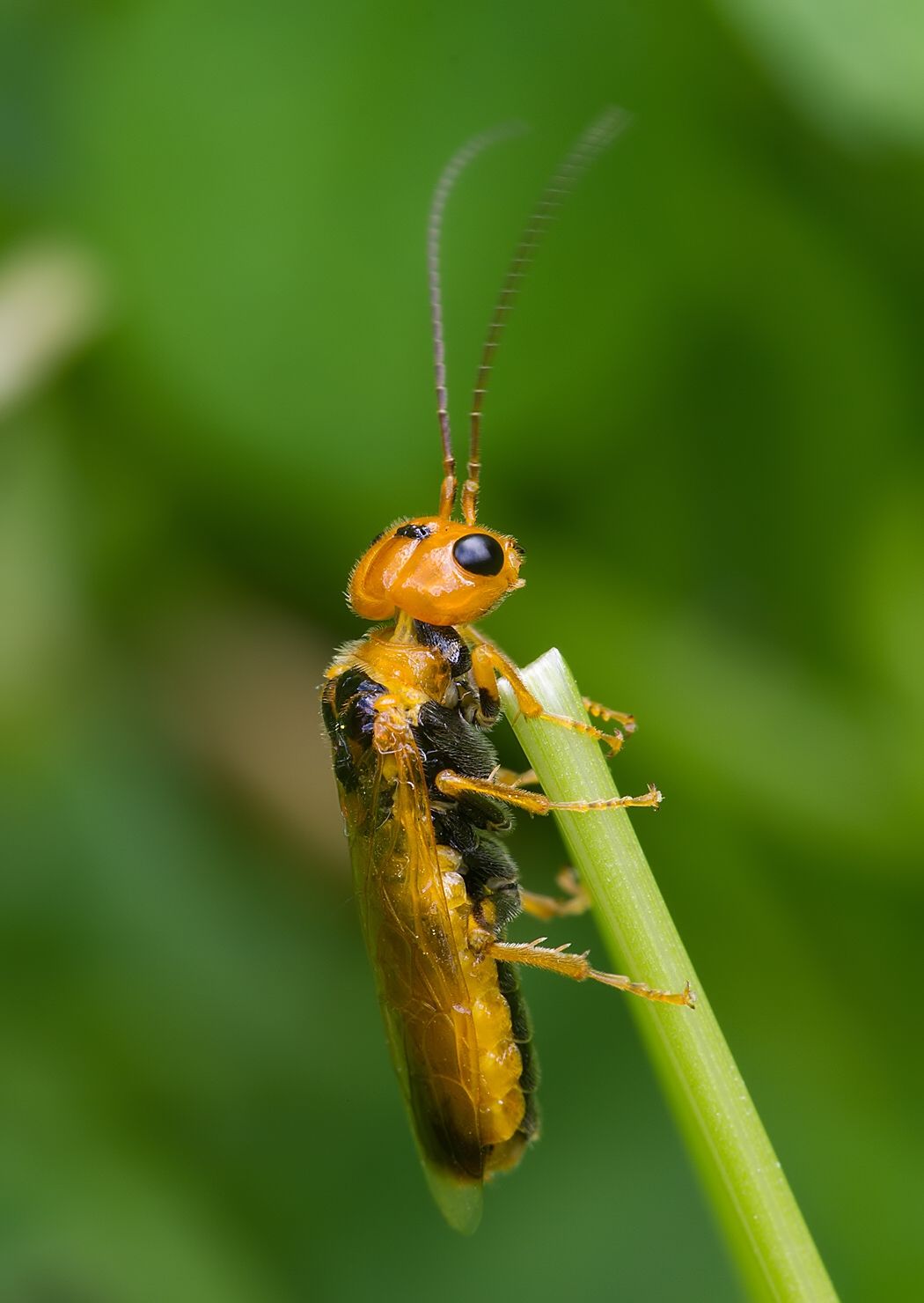 Pamphilius lethierryi