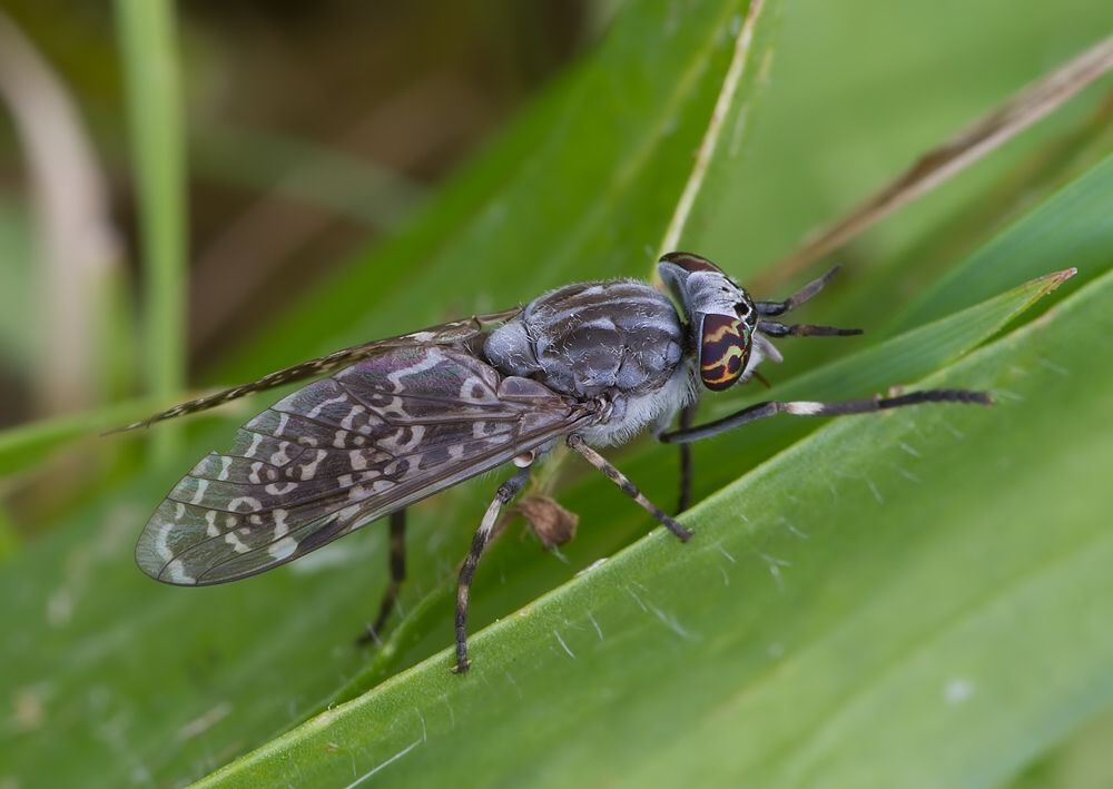 Haematopota pluvialis