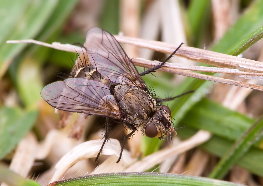 Eurysthaea scutellaris