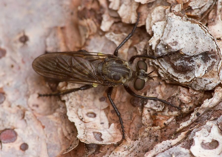 Cyrtopogon lateralis