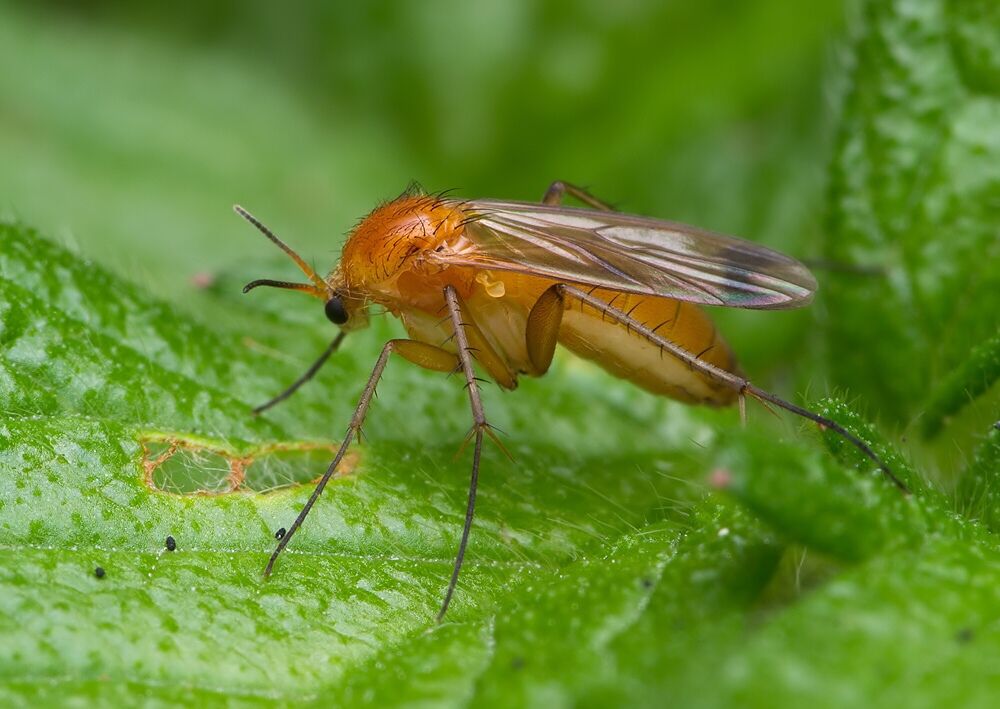 Leia fascipennis