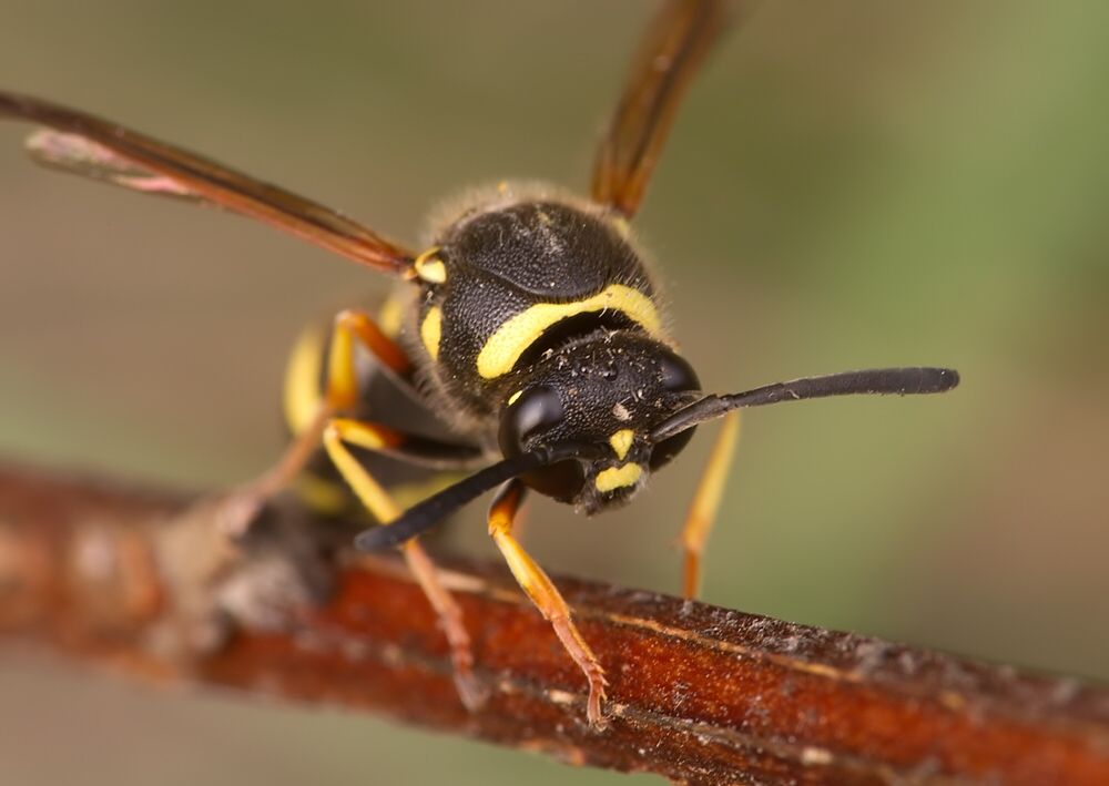 Eumenes pedunculatus