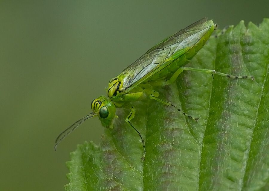 Rhogogaster punctulata