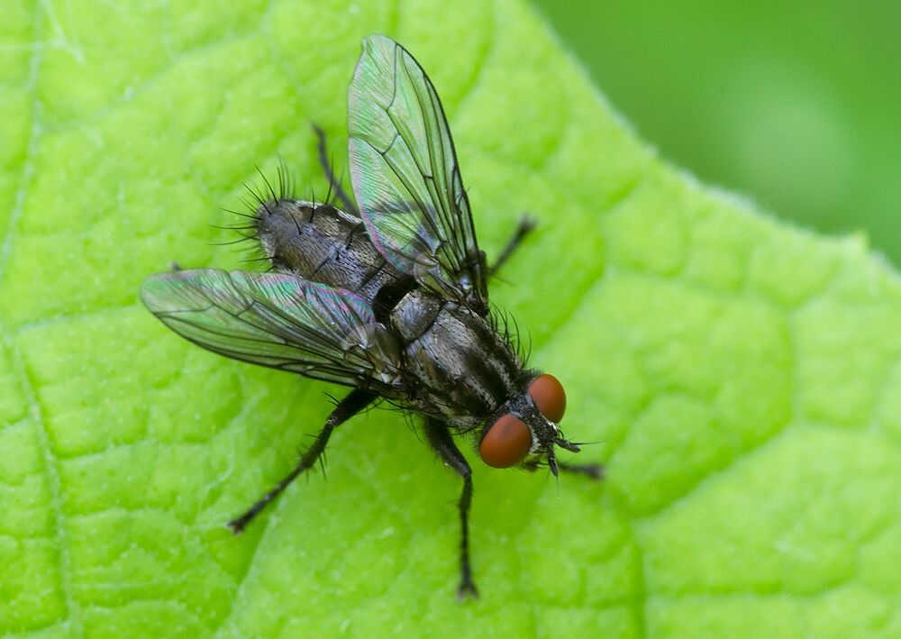 Brachicoma devia