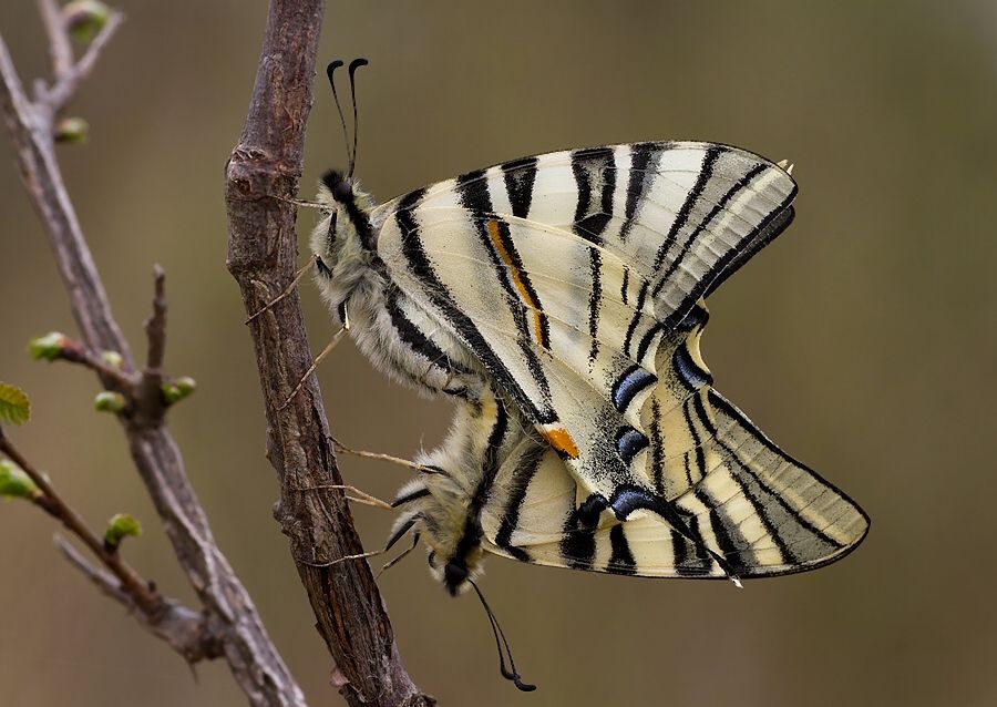 Iphiclides podalirius
