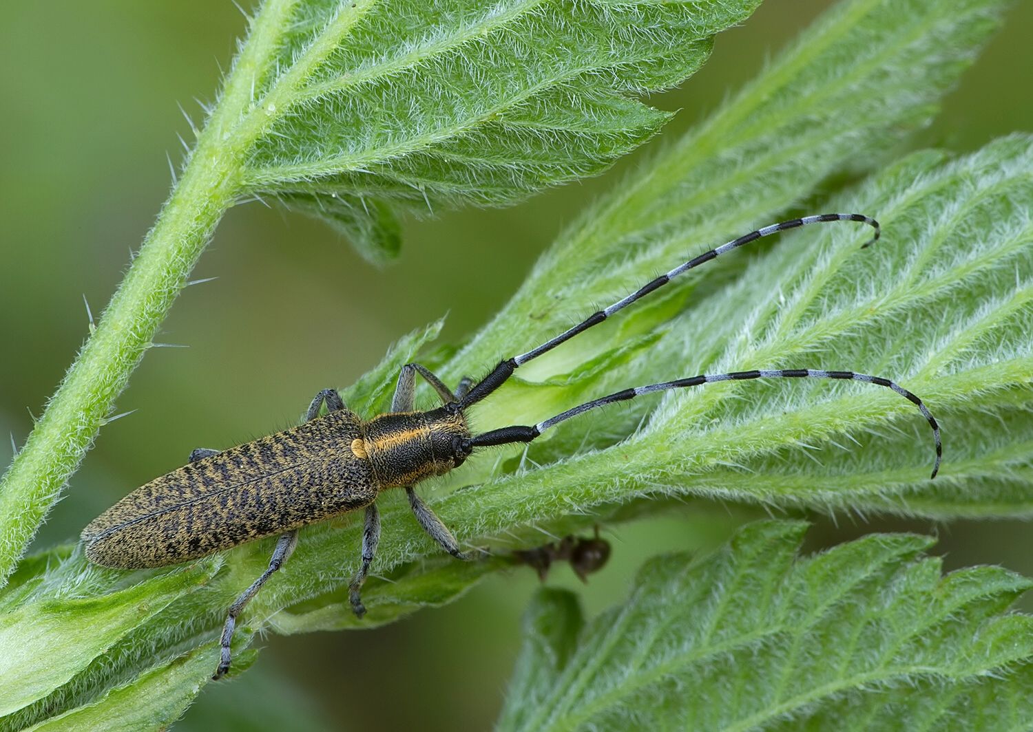 Agapanthia villosoviridescens