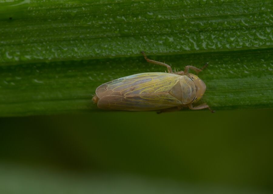 Laburrus pellax cf.