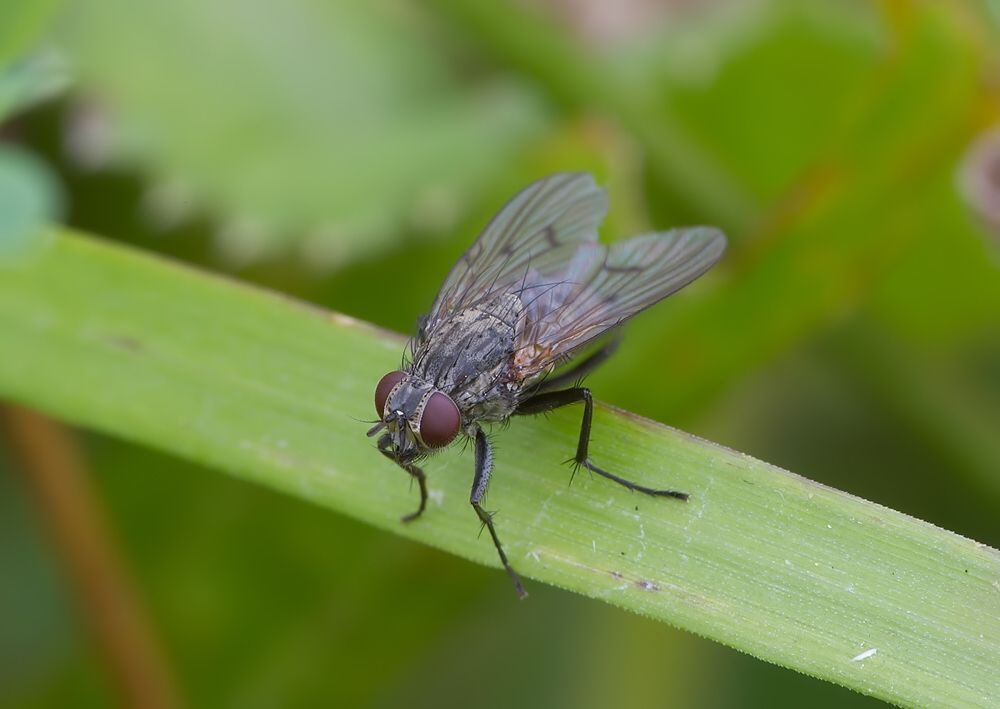 Anthomyia liturata