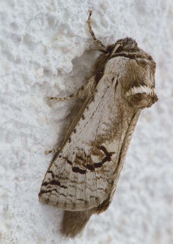 Parahypopta caestrum