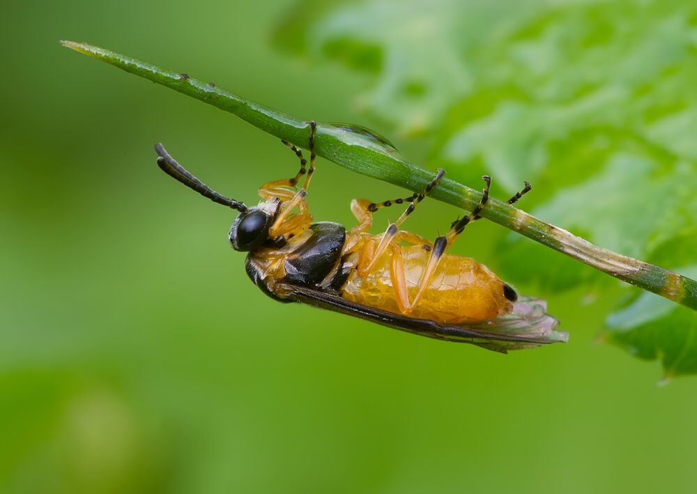 Athalia cordata
