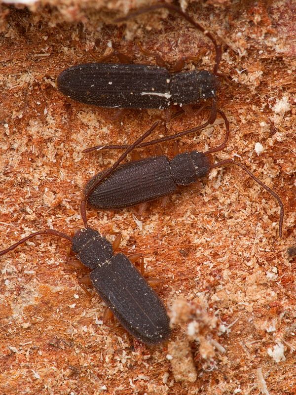 Uleiota planata