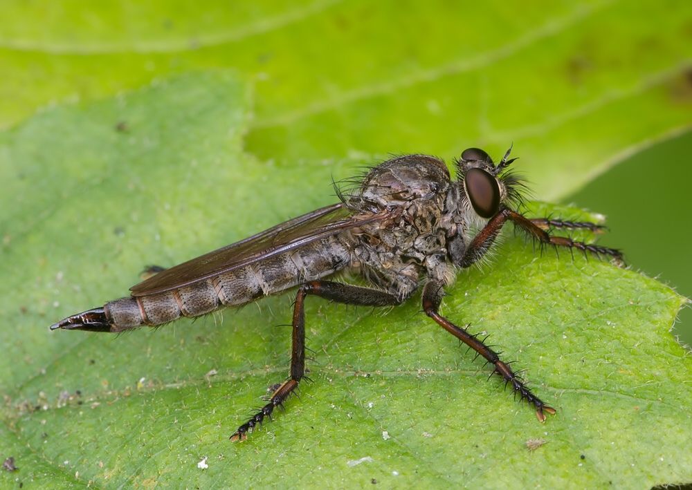 Tolmerus cingulatus