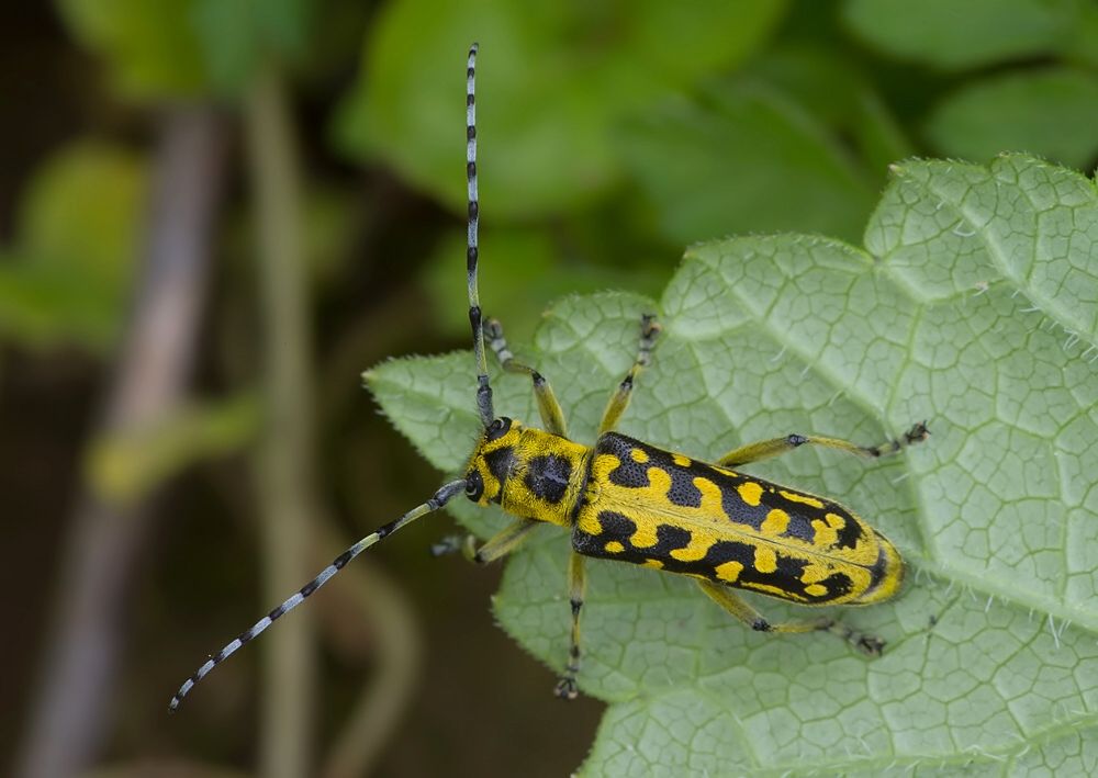 Saperda scalaris
