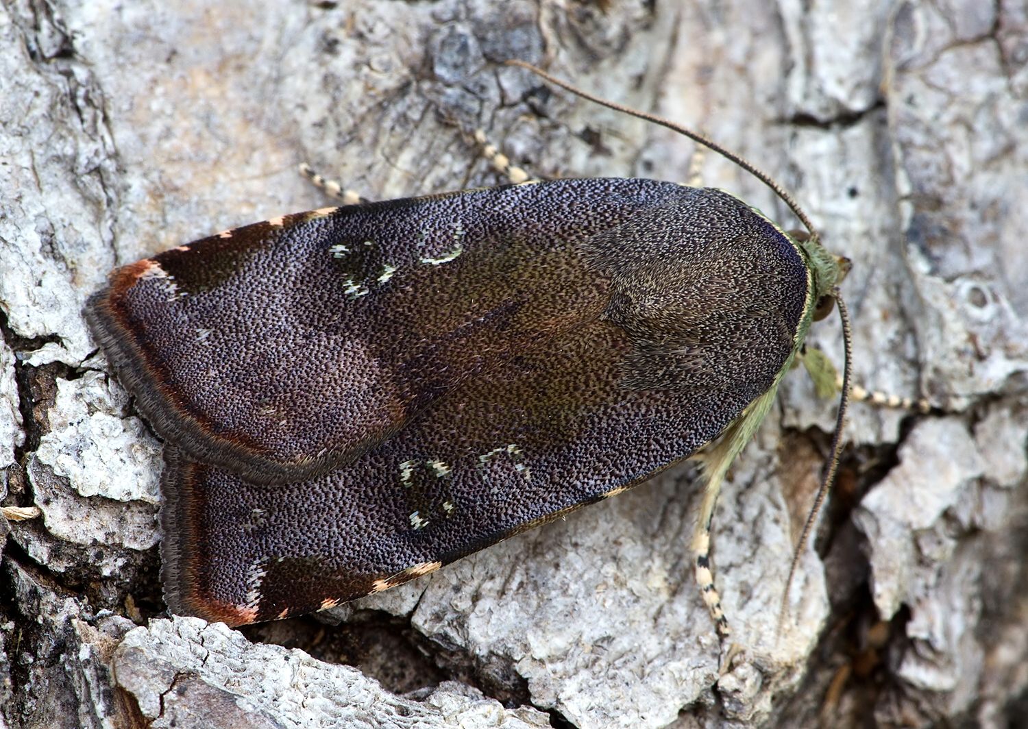 Noctua janthina