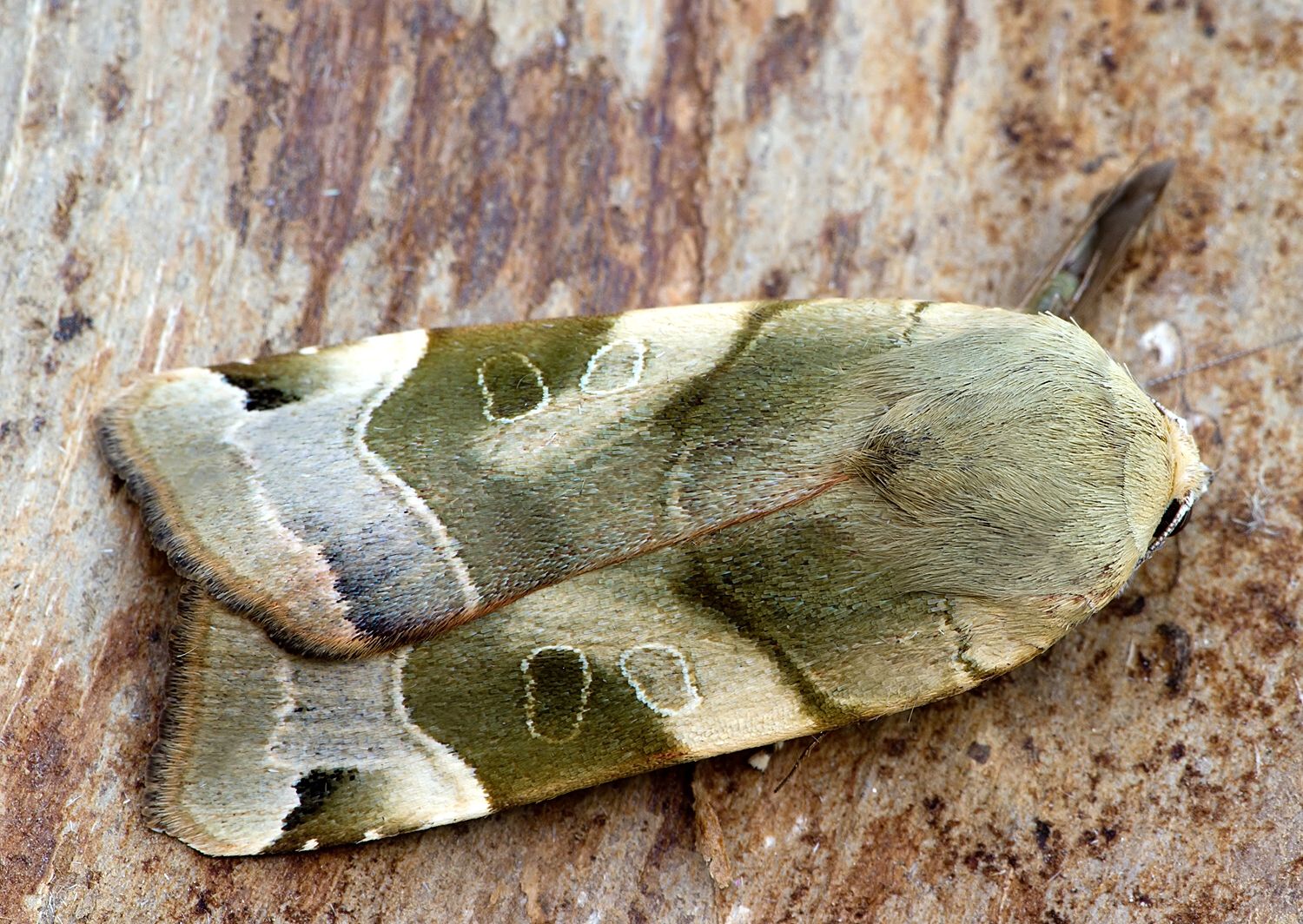 Noctua fimbriata