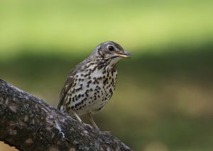 Turdus philomelos (drozd plavý)