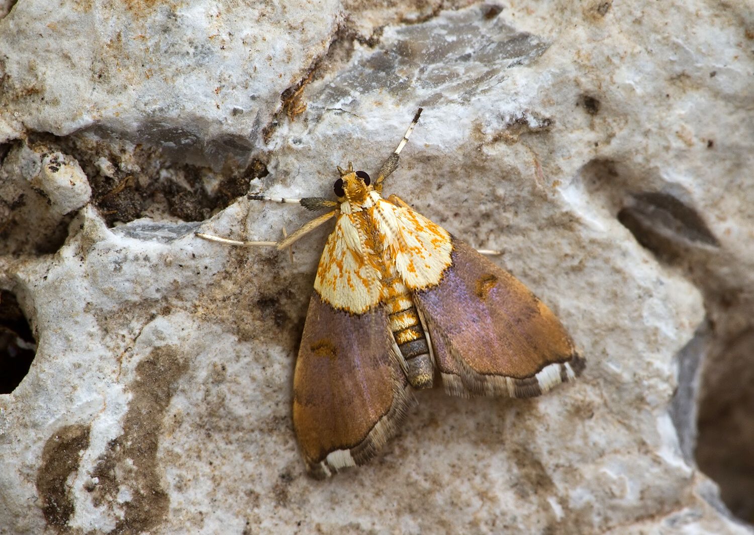 Agrotera nemoralis