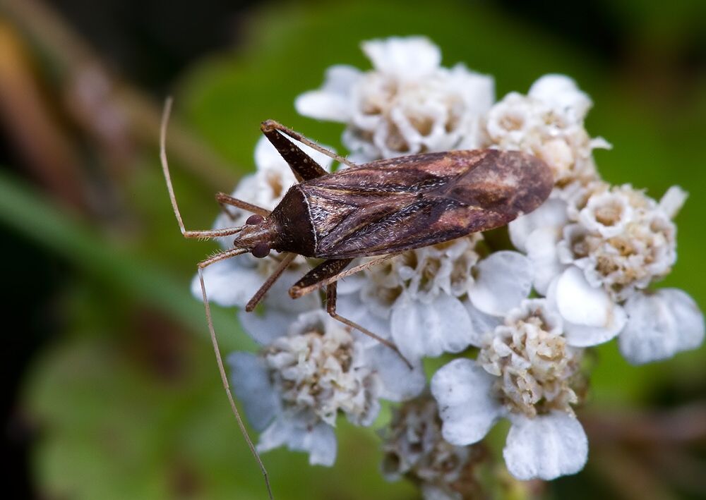 Phytocoris varipes