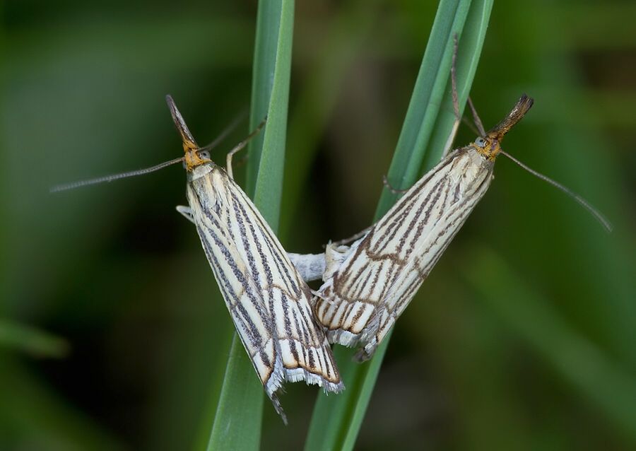 Chrysocrambus craterella