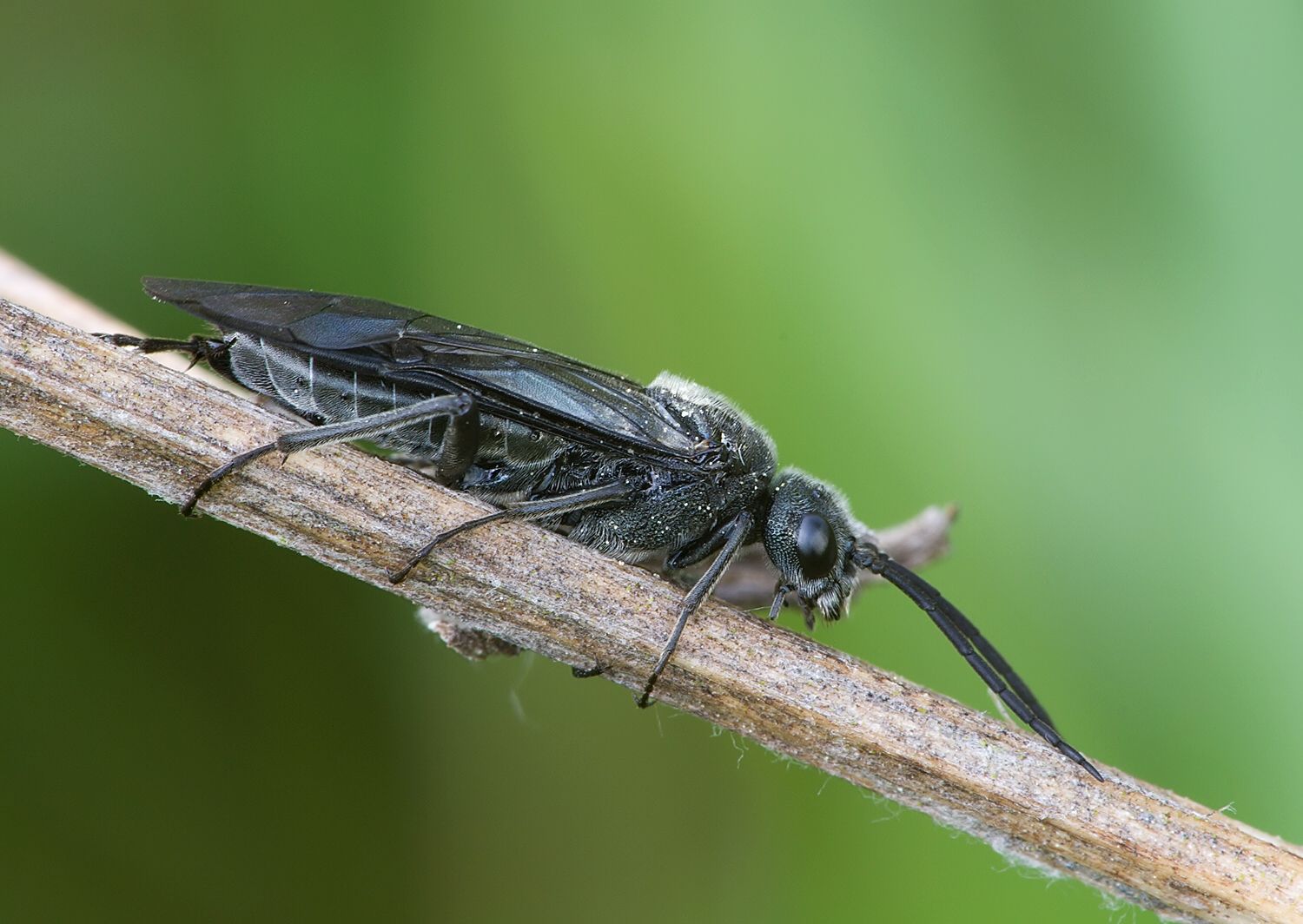 Rhadinoceraea nodicornis