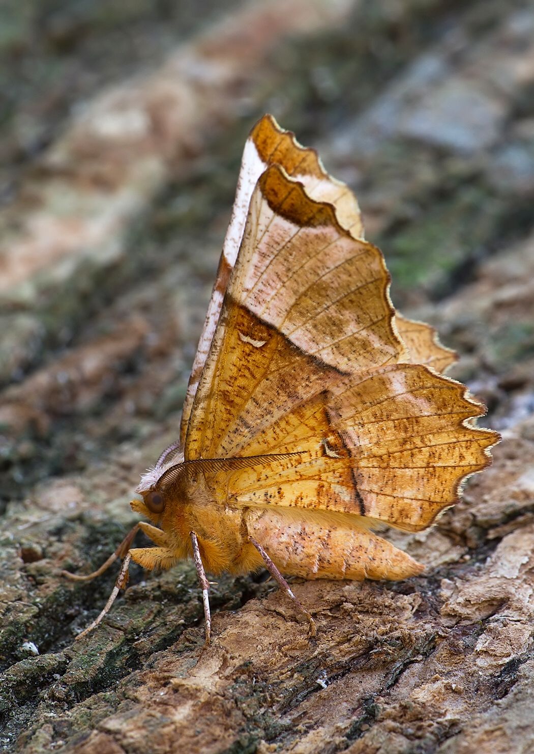 Selenia lunularia
