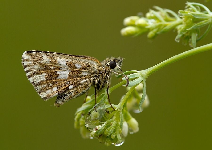 Pyrgus malvae