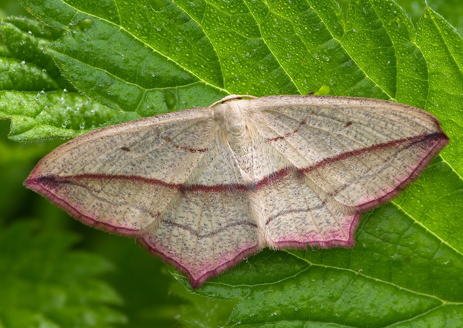 Timandra comae