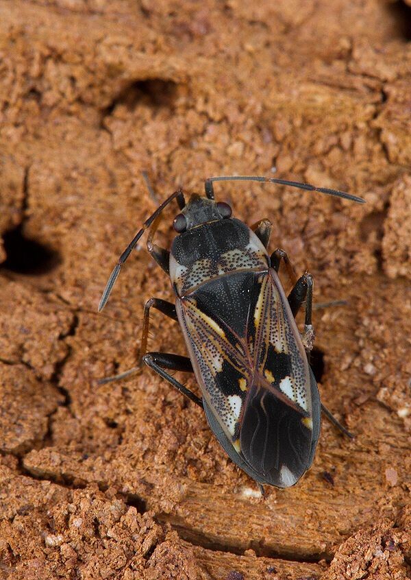 Rhyparochromus vulgaris