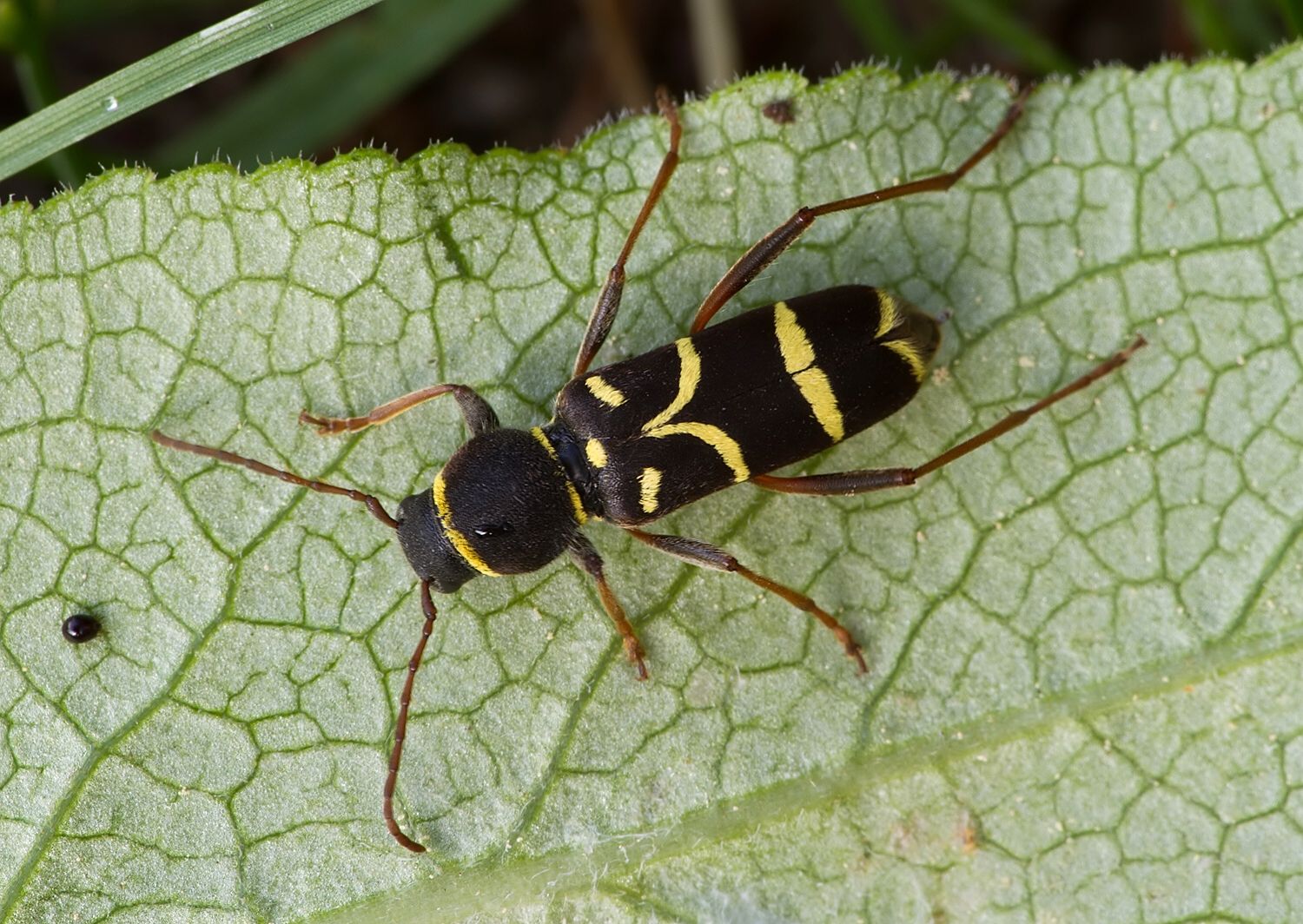 Clytus lama