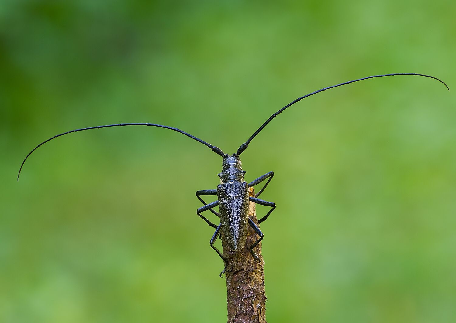 Monochamus sutor