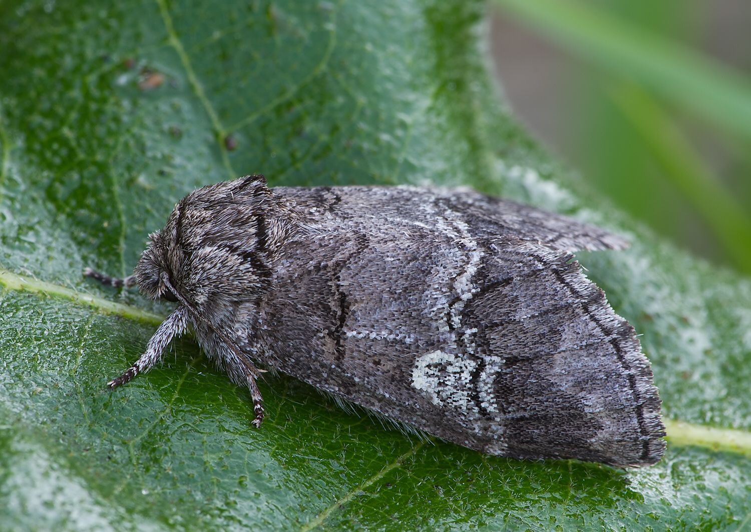 Drymonia querna