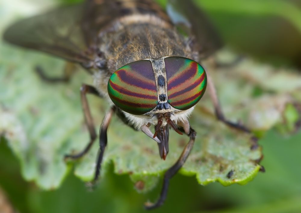 Tabanus glaucopis